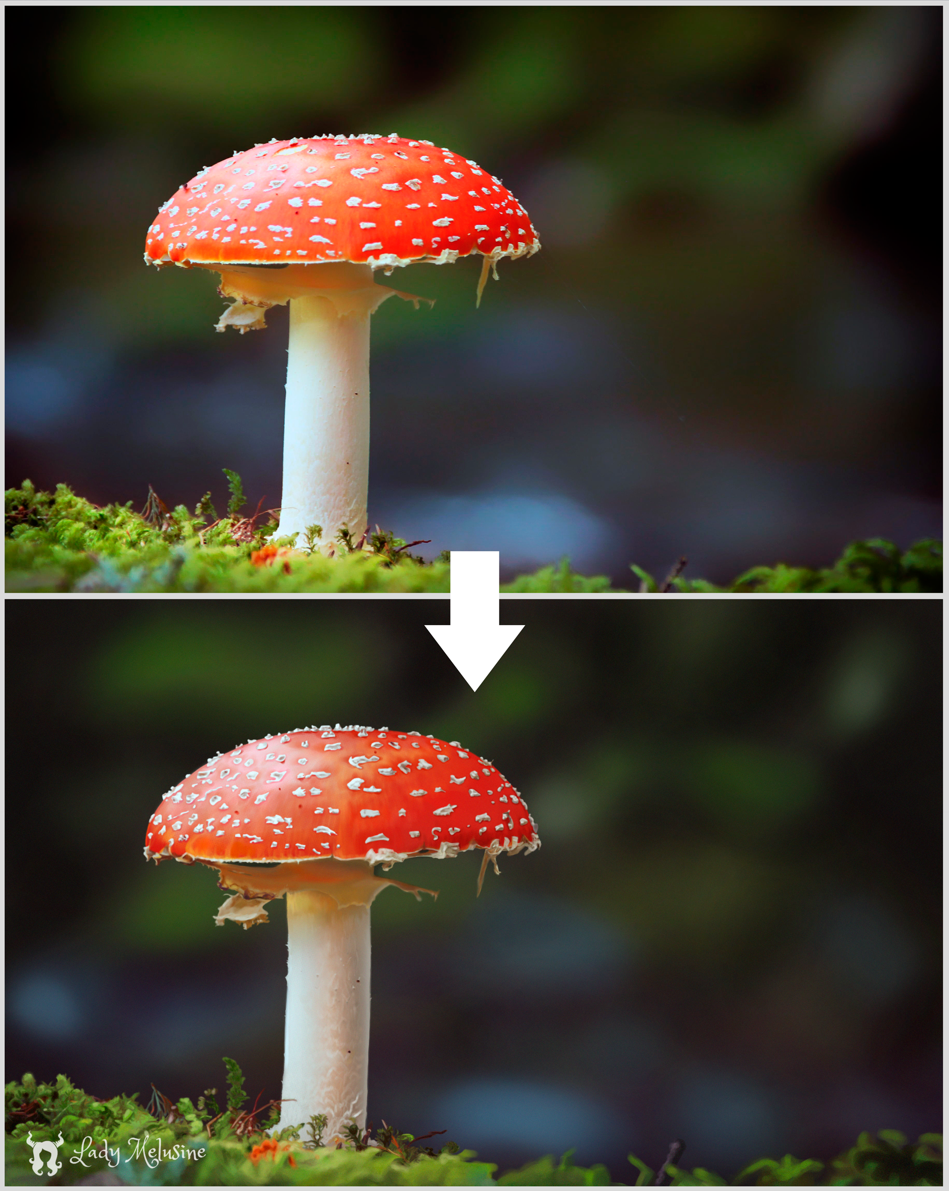 Mushroom Lady Melusine Final comparison